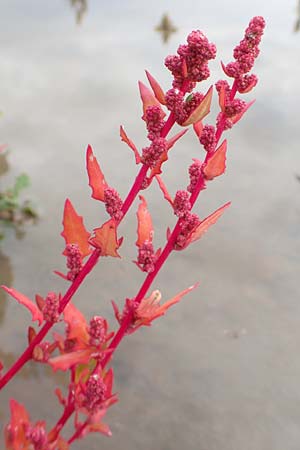 Chenopodium rubrum \ Roter G�nsefu� / Red Goosefoot, D Mannheim 20.9.2015