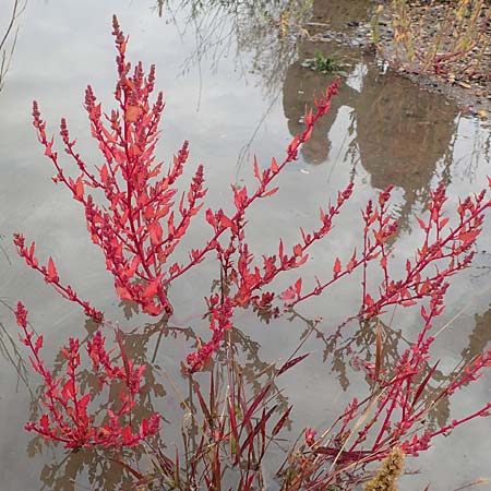 Chenopodium rubrum \ Roter G�nsefu� / Red Goosefoot, D Mannheim 20.9.2015