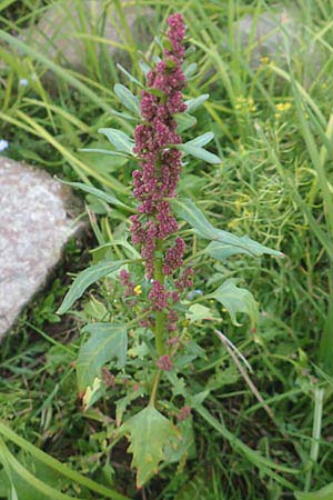 Chenopodium rubrum \ Roter G�nsefu� / Red Goosefoot, D Mannheim 23.9.2015