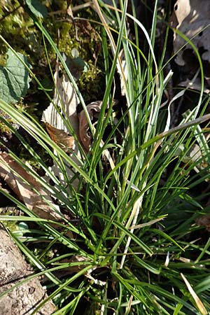 Carex remota \ Winkel-Segge / Remote Sedge, D &Ouml;stringen-Eichelberg 18.3.2016