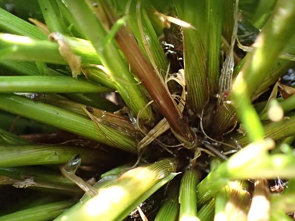 Carex remota \ Winkel-Segge / Remote Sedge, D &Ouml;stringen-Eichelberg 18.3.2016