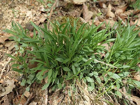 Campanula rotundifolia \ Rundbl�ttrige Glockenblume / Harebell, D Odenwald, Nieder-Beerbach 22.4.2016