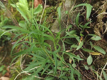 Campanula rotundifolia \ Rundbl�ttrige Glockenblume / Harebell, D Odenwald, Nieder-Beerbach 22.4.2016