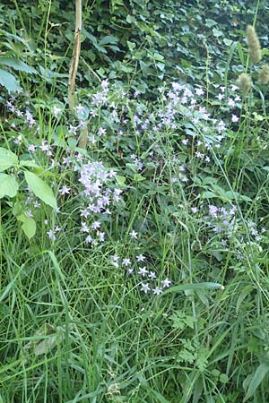 Campanula rapunculus \ Rapunzel-Glockenblume / Rampion Bellflower, D Bensheim 24.6.2016