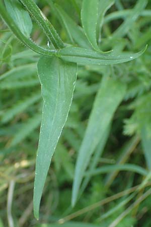 Campanula rapunculus \ Rapunzel-Glockenblume / Rampion Bellflower, D Bensheim 24.6.2016
