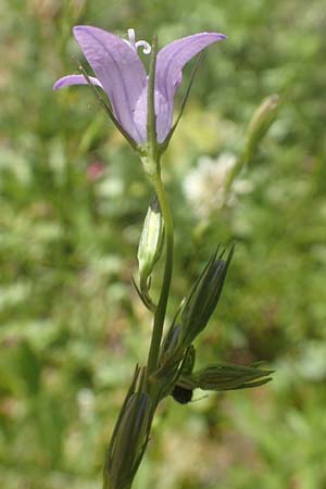 Campanula rapunculus \ Rapunzel-Glockenblume / Rampion Bellflower, D Ettlingen 10.7.2016