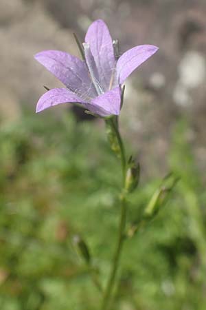 Campanula rapunculus \ Rapunzel-Glockenblume / Rampion Bellflower, D Ettlingen 10.7.2016