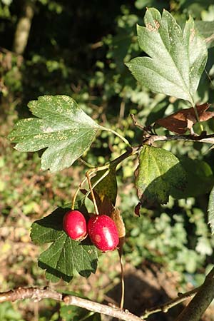 Crataegus rhipidophylla subsp. rhipidophylla \ Gro�kelch-Wei�dorn / Midland Hawthorn, D Langenselbold 10.9.2016