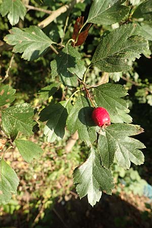 Crataegus rhipidophylla subsp. rhipidophylla \ Gro�kelch-Wei�dorn / Midland Hawthorn, D Langenselbold 10.9.2016