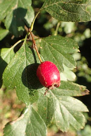Crataegus rhipidophylla subsp. rhipidophylla \ Gro�kelch-Wei�dorn / Midland Hawthorn, D Langenselbold 10.9.2016