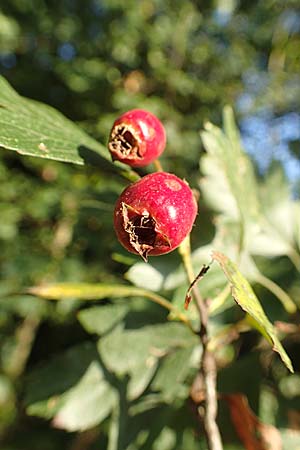 Crataegus rhipidophylla subsp. rhipidophylla \ Gro�kelch-Wei�dorn / Midland Hawthorn, D Langenselbold 10.9.2016