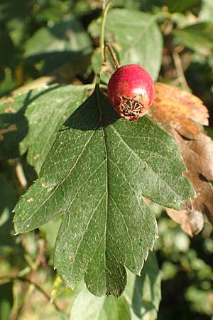 Crataegus rhipidophylla subsp. rhipidophylla \ Gro�kelch-Wei�dorn / Midland Hawthorn, D Langenselbold 10.9.2016