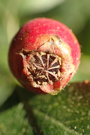 Crataegus rhipidophylla subsp. rhipidophylla \ Gro�kelch-Wei�dorn / Midland Hawthorn, D Langenselbold 10.9.2016