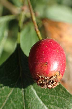 Crataegus rhipidophylla subsp. rhipidophylla \ Gro�kelch-Wei�dorn / Midland Hawthorn, D Langenselbold 10.9.2016