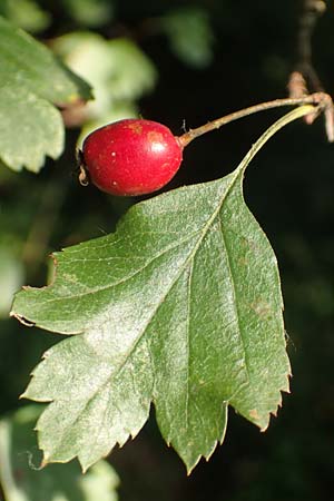 Crataegus rhipidophylla subsp. rhipidophylla \ Gro�kelch-Wei�dorn / Midland Hawthorn, D Langenselbold 10.9.2016