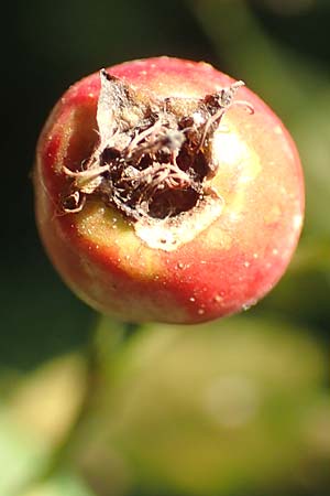 Crataegus rhipidophylla subsp. rhipidophylla \ Gro�kelch-Wei�dorn / Midland Hawthorn, D Langenselbold 10.9.2016