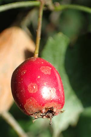 Crataegus rhipidophylla subsp. rhipidophylla \ Gro�kelch-Wei�dorn / Midland Hawthorn, D Langenselbold 10.9.2016