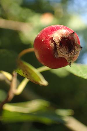 Crataegus rhipidophylla subsp. rhipidophylla \ Gro�kelch-Wei�dorn / Midland Hawthorn, D Langenselbold 10.9.2016