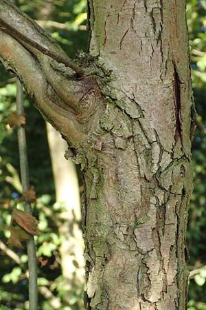 Crataegus rhipidophylla subsp. rhipidophylla \ Gro�kelch-Wei�dorn / Midland Hawthorn, D Langenselbold 10.9.2016