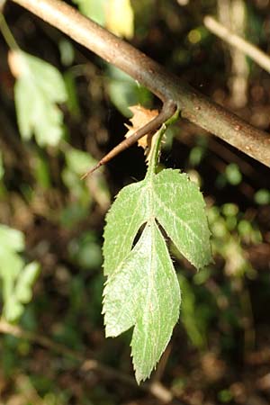 Crataegus rhipidophylla subsp. rhipidophylla \ Gro�kelch-Wei�dorn / Midland Hawthorn, D Langenselbold 10.9.2016