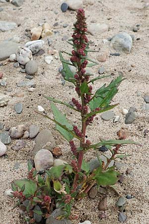 Chenopodium rubrum \ Roter G�nsefu� / Red Goosefoot, D Krefeld-Uerdingen 28.9.2017