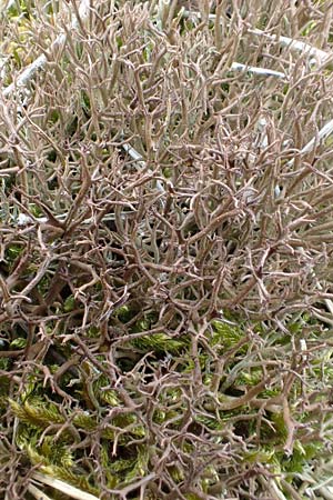 Cladonia rangiformis \ Gesprenkelte Becher-Flechte / Reindeer Moss, D Schwetzingen 9.4.2018