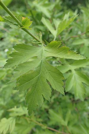 Crataegus monogyna \ Eingriffeliger Wei�dorn / Hawthorn, D Mannheim 3.5.2018