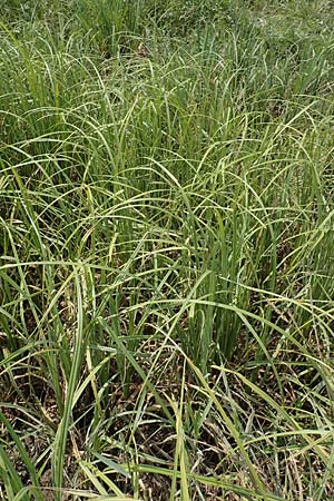 Carex riparia \ Ufer-Segge / Great Pond Sedge, D Philippsburg 7.7.2018
