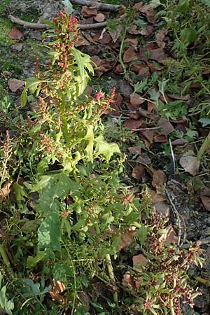 Chenopodium rubrum \ Roter G�nsefu� / Red Goosefoot, D Mannheim 11.10.2018