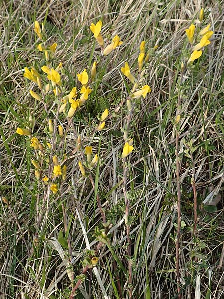 Cytisus ratisbonensis \ Regensburger Zwergginster / Regensburg Broom, D Eching 2.5.2019