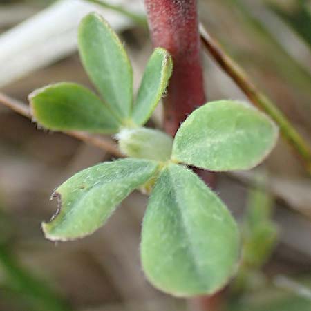 Cytisus ratisbonensis \ Regensburger Zwergginster / Regensburg Broom, D Eching 2.5.2019