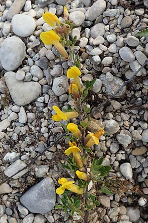 Cytisus ratisbonensis \ Regensburger Zwergginster / Regensburg Broom, D Eching 2.5.2019