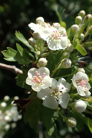 Crataegus monogyna, Eingriffeliger Wei�dorn