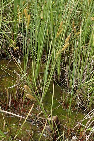 Carex rostrata \ Schnabel-Segge / Bottle Sedge, D Hunsr&uuml;ck, B&ouml;rfink 18.7.2020