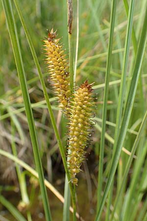 Carex rostrata \ Schnabel-Segge / Bottle Sedge, D Hunsr&uuml;ck, B&ouml;rfink 18.7.2020