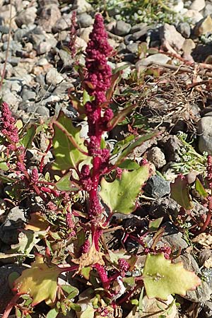 Chenopodium rubrum \ Roter G�nsefu� / Red Goosefoot, D Sachsen-Anhalt, Havelberg 18.9.2020