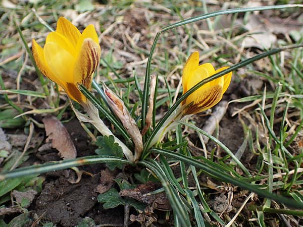Crocus flavus \ Gold-Krokus / Yellow Crocus, D Ludwigshafen 8.3.2021