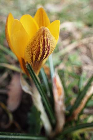 Crocus flavus \ Gold-Krokus / Yellow Crocus, D Ludwigshafen 8.3.2021