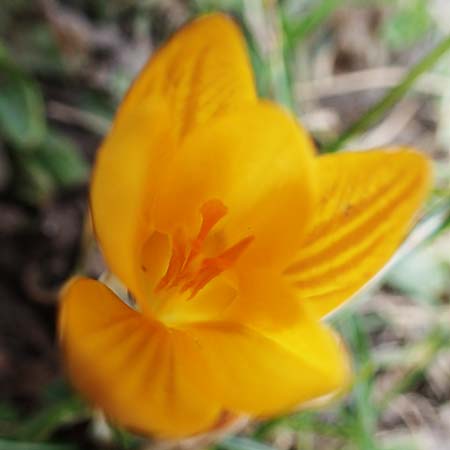 Crocus flavus \ Gold-Krokus / Yellow Crocus, D Ludwigshafen 8.3.2021