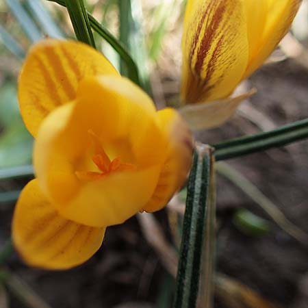 Crocus flavus \ Gold-Krokus / Yellow Crocus, D Ludwigshafen 8.3.2021