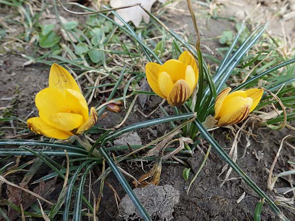 Crocus flavus \ Gold-Krokus / Yellow Crocus, D Ludwigshafen 8.3.2021