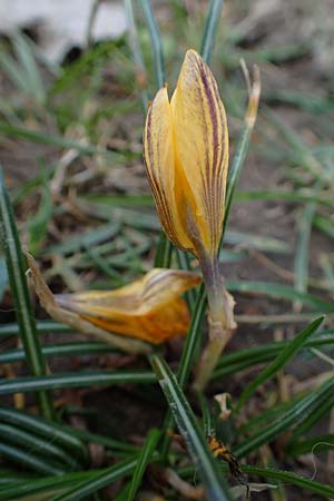 Crocus flavus \ Gold-Krokus / Yellow Crocus, D Ludwigshafen 8.3.2021
