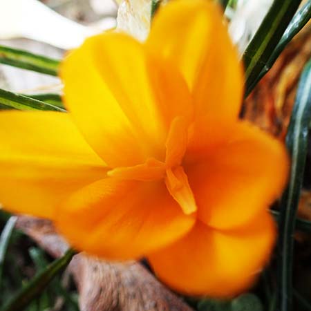 Crocus flavus \ Gold-Krokus / Yellow Crocus, D Ludwigshafen 8.3.2021