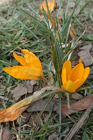Crocus flavus \ Gold-Krokus / Yellow Crocus, D Ludwigshafen 8.3.2021