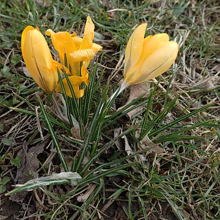 Crocus flavus \ Gold-Krokus / Yellow Crocus, D Ludwigshafen 8.3.2021