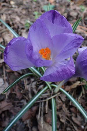 Crocus vernus s.l. \ Fr�hlings-Krokus / Spring Crocus, D Ludwigshafen 18.3.2021