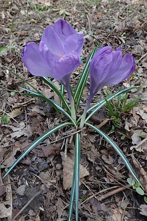 Crocus vernus s.l. \ Fr�hlings-Krokus / Spring Crocus, D Ludwigshafen 18.3.2021