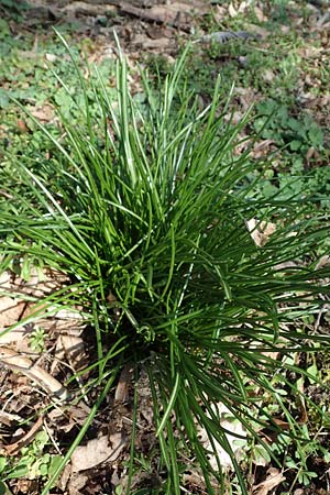 Ornithogalum angustifolium \ Schmalbl�ttriger Milchstern / Narrow-Leaved Star of Bethlehem, D Mannheim-Pfingstberg 24.3.2021