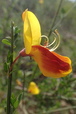 Cytisus scoparius \ Besen-Ginster / Scotch Broom, D Odenwald, Oberflockenbach 8.5.2021