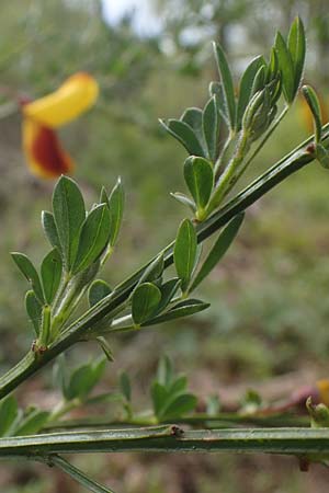 Cytisus scoparius \ Besen-Ginster / Scotch Broom, D Odenwald, Oberflockenbach 8.5.2021
